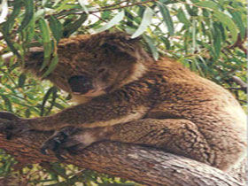 Mikkira Station - Tourism Search 0