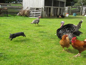 Echo Farm - Tourism Search 0