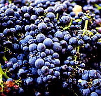 Laurel Bank Vineyard - Tourism Search