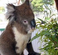 Glen-Forest Tourist Park - Tourism Search