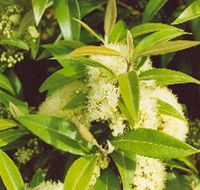 Tumbeela Native Bushfoods - Tourism Search