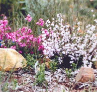 Stokes Bay Bush Garden - Tourism Search