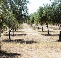 Talinga Grove Olive Oils - Tourism Search