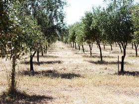 Talinga Grove Olive Oils - Tourism Search 0