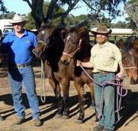 Coffin Bay Brumby Preservation Society Incorporated - Tourism Search
