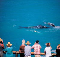 Whale Watching At Head Of Bight - Tourism Search