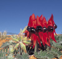 Alan Mclellan Lookout - Tourism Search