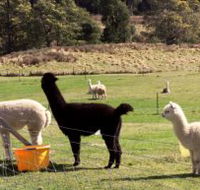 Maydena Country Cabins Accommodation  Alpaca Stud - Tourism Search