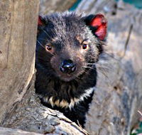 Trowunna Wildlife Sanctuary - Tourism Search