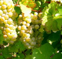 Winstead Vineyard - Tourism Search