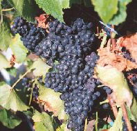 Darlington Vineyard - Tourism Search