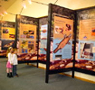 Platypus Experience - Tourism Search