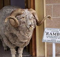 Tasmanian Wool Centre - Tourism Search