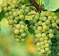 TP Vineyards - Tourism Search