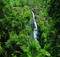 Kondalilla National Park - Tourism Search