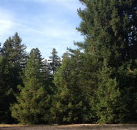 Pialligo Redwood Forest - Tourism Search