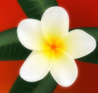 Well Retreat - Day Spa and Teahouse - Tourism Search