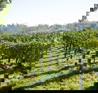 Surveyor's Hill Vineyards - Tourism Search