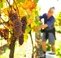 Native Point Wines - Tourism Search