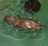 Platypus House - Tourism Search