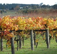 Apsley Gorge Vineyard - Tourism Search