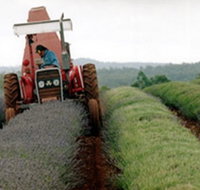 Bridestowe Lavender Farm - Tourism Search