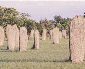 Magnetic Termite Mounds - Tourism Search 0