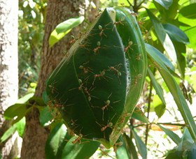 Greenant Creek Walk - Tourism Search 0