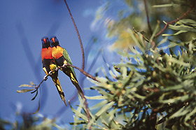 Wangi Falls Walk - Tourism Search 0