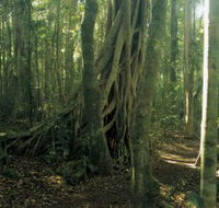 Lamington National Park Binna Burra Section - Tourism Search