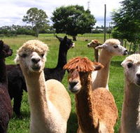 Banyandah Alpacas - Tourism Search