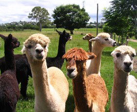 Banyandah Alpacas - Tourism Search 0