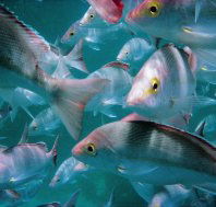 Wolf Rock Dive Site - Tourism Search