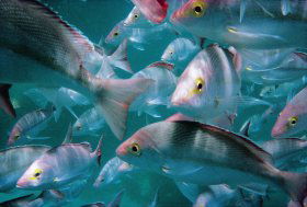 Wolf Rock Dive Site - Tourism Search 0