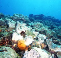 Mudjimba Old Woman Island Dive Site - Tourism Search