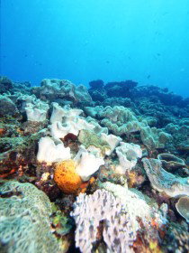 Mudjimba (Old Woman) Island Dive Site - Tourism Search 0