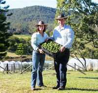 Hinterland Feijoas - Tourism Search
