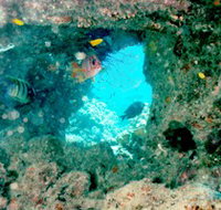 Michaelmas Cay Dive Site - Tourism Search