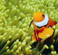 Thetford Reef Dive Site - Tourism Search