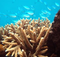 Normanby Reef - Tourism Search