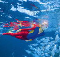 Pixie Pinnacle Dive Site - Tourism Search