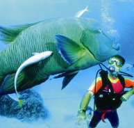 Cod Hole Dive Site - Tourism Search