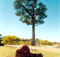 Robbers Tree - Tourism Search