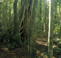 Mount Bithongabel - Tourism Search