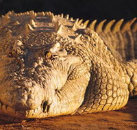 Koorana Crocodile Farm - Tourism Search