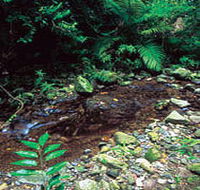 Wompoo Walk - Tourism Search