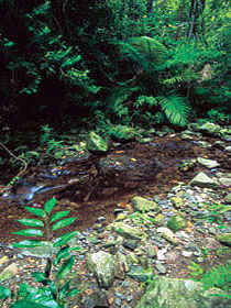 Wompoo Walk - Tourism Search 0