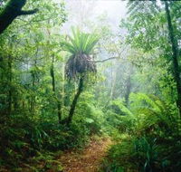 Lamington National Park Green Mountains Section - Tourism Search