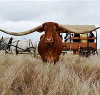 Texas Longhorn Wagon Tours and Safaris - Tourism Search
