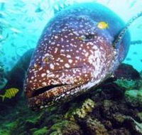 Lady Musgrave Island Dive Sites - Tourism Search